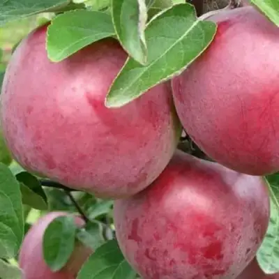 Яблоня АЛЕСЯ в Борисове