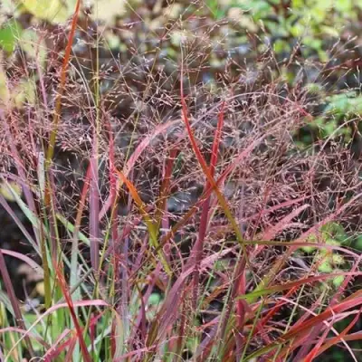 Просо РЕБРАУН прутьевидное в Борисове