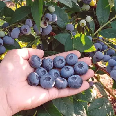 Голубика БОНУС в Борисове