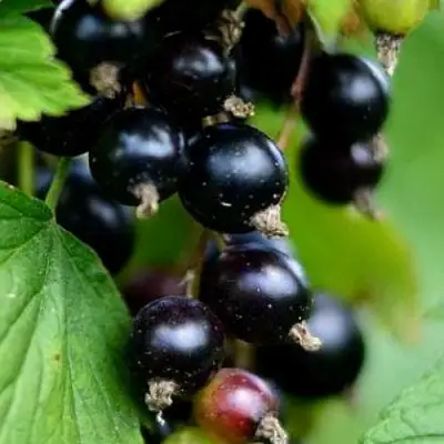 Смородина чёрная КАТЮША в Борисове