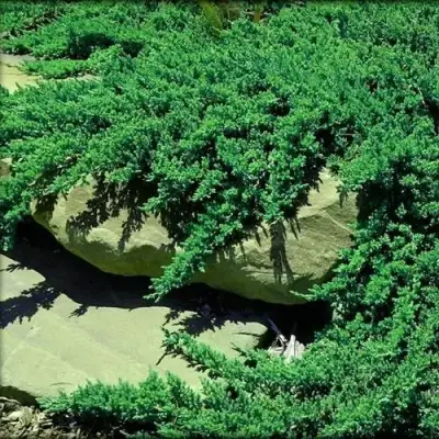 Можжевельник НАНА лежачий в Борисове