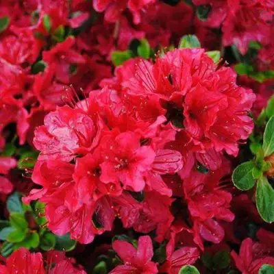 Азалия ХИНО КРИМСОН японская в Борисове