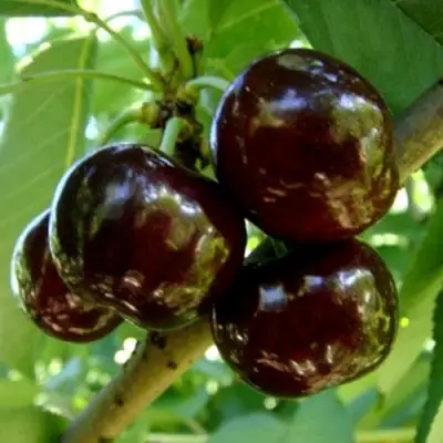 Черешня МУСКАТНАЯ в Борисове