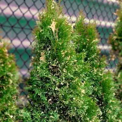 Туя СМАРАГД ВАРИЕГАТА западная в Борисове