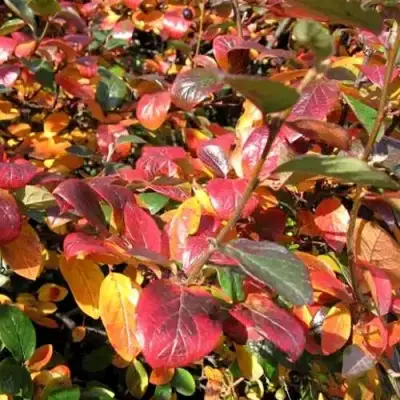 Кизильник блестящий в Борисове