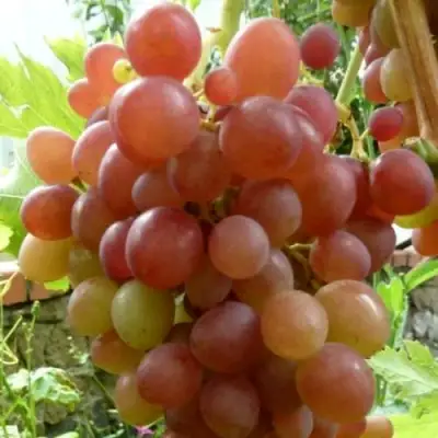 Виноград БЛЕСТЯЩИЙ в Борисове