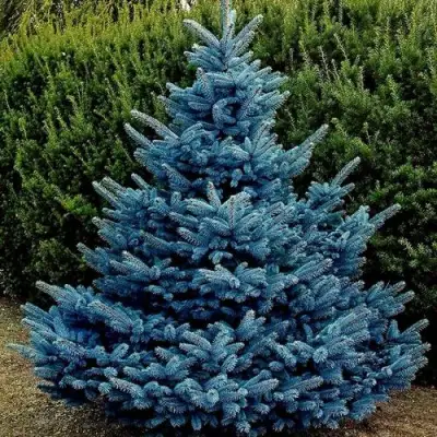Ель МАДЖЕСТИК БЛЮ колючая в Борисове