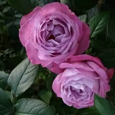Роза АКВА чайно-гибридная в Борисове