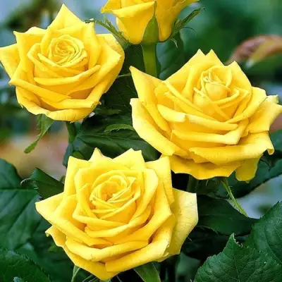 Роза ПАПИЛОН чайно-гибридная в Борисове