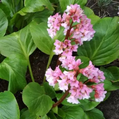 Бадан БЭБИ ДОЛЛ в Борисове