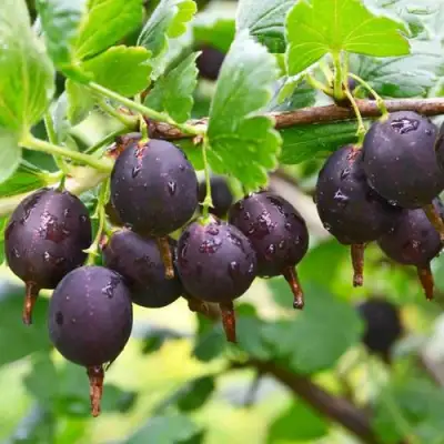 Крыжовник ЧЕЛЯБИНСКИЙ СЛАБОШИПОВАТЫЙ в Борисове