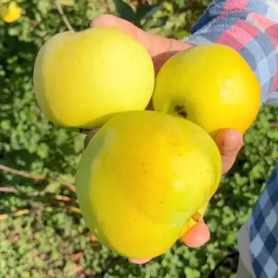 Яблоня КАЛУЖАНКА в Борисове