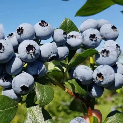 Голубика НЕЛЬСОН в Борисове