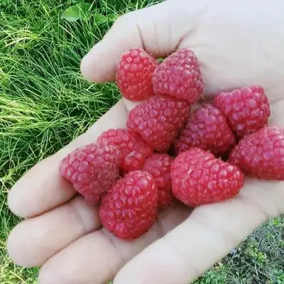 Малина ПОЛЬКА (ПОЛКА) в Борисове