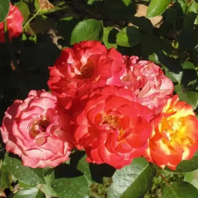 Роза ТАЙФУН спрей в Борисове