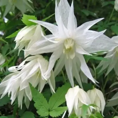 Княжик АЛЬБИНА ПЛЕНА белый махровый в Борисове