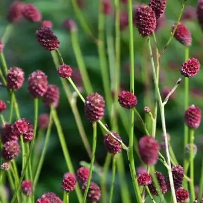 Кровохлебка ЧОКОЛАТ ТИП в Борисове