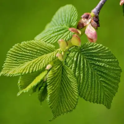 Вяз обыкновенный в Борисове