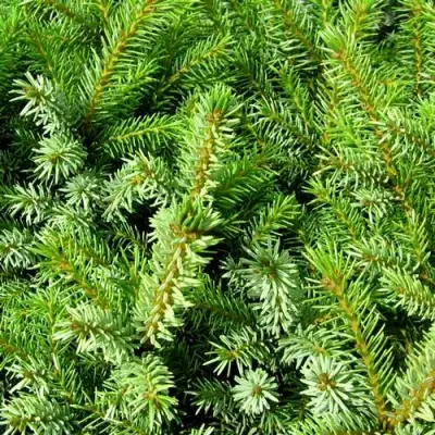 Ель НАНА сербская в Борисове