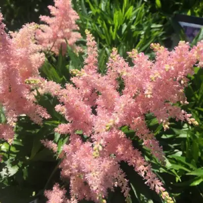 Астильба БРЕССИНГЕМ БЬЮТИ Арендса в Борисове