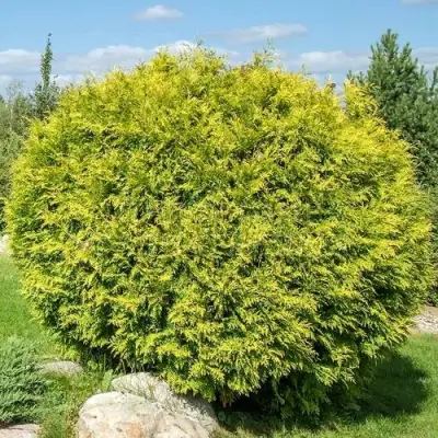 Туя ГОЛДЕН ГЛОБ западная в Борисове