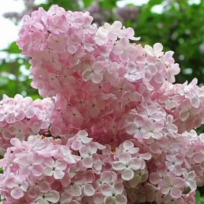 Сирень ВЕЧЕРНИЙ ЗВОН в Борисове