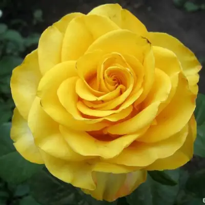 Роза КЕРИО чайно-гибридная в Борисове