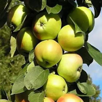 Яблоня ПРЕЗИДЕНТ колонновидная в Борисове