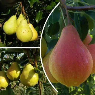 Комплект ТРИ ГРАЦИИ в Борисове