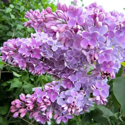 Сирень ОЛЯ в Борисове