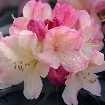 Рододендрон ПЕРСИ ВАЙСМАН в Борисове