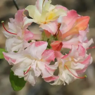 Азалия КЭННОНС ДАБЛ листопадная в Борисове