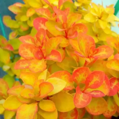 Барбарис САММЕР САНСЕТ тунберга в Борисове