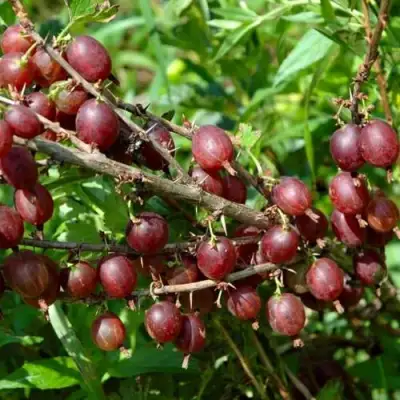 Крыжовник ОЛАВИ (ХИННОНМАЕН ПУНАЙНЕН) в Борисове