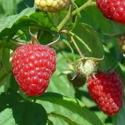 Малина ТАДМОР в Борисове