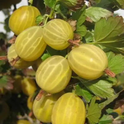 Крыжовник ЯРОВОЙ в Борисове