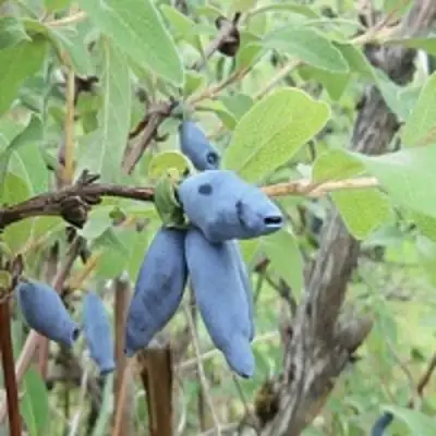Жимолость съедобная ПУШКИНСКАЯ в Борисове
