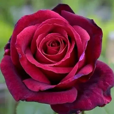 Роза ПАПА МЕЙЯН чайно-гибридная в Борисове