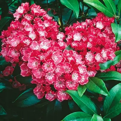 Кальмия КАРДИНАЛ в Борисове