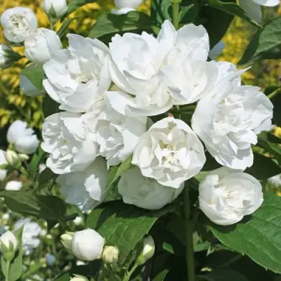 Жасмин махровый в Борисове