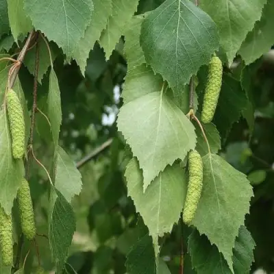 Береза бородавчатая в Борисове