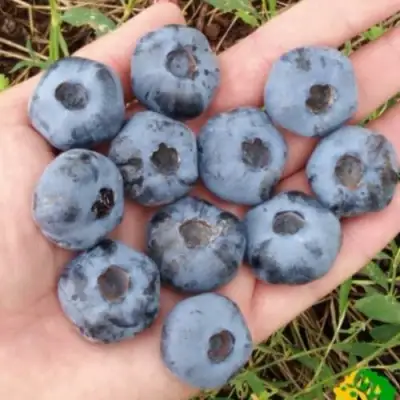 Голубика ЧАНДЛЕР в Борисове