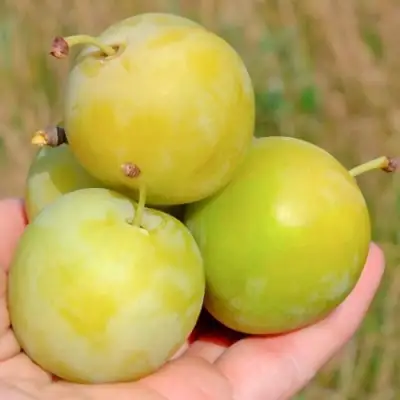 Слива РЕНКЛОД ранний в Борисове