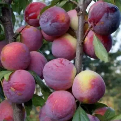 Слива ИМПЕРИАЛ колонновидная в Борисове