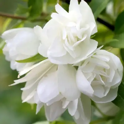 Жасмин МАНТО Д’ЭРМИН в Борисове