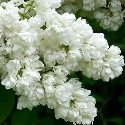 Сирень ПАМЯТЬ О КОЛЕСНИКОВЕ в Борисове