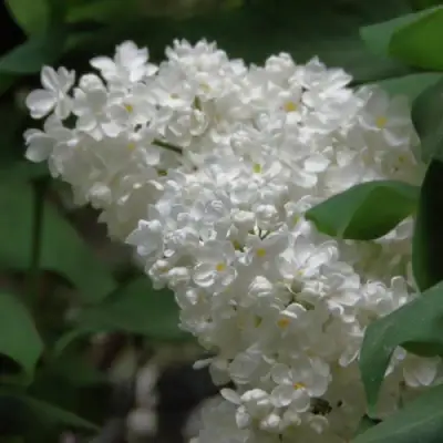 Сирень РУССКИЙ СЕВЕР в Борисове