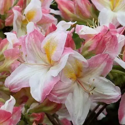 Азалия САТОМИ японская в Борисове