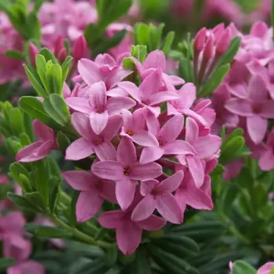 Волчеягодник КОЛЛИНА ГАРАЛЕНС в Борисове