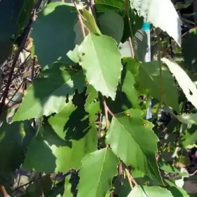 Береза САММЕР КАСКАД черная в Борисове